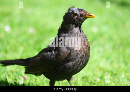 Eine weibliche Amsel auf der Suche nach Essen auf einem Rasen im Garten Stockfoto