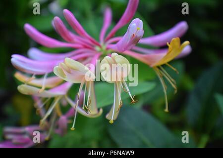 Lonicera caprifolium Makro (Ziege - Blatt perfoliate honeysuckle Geißblatt Italienische woodbine) Blumen 'Mana Maicii Domnului" Nahaufnahme im Cottage gar Stockfoto