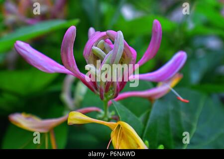 Lonicera caprifolium Makro (Ziege - Blatt perfoliate honeysuckle Geißblatt Italienische woodbine) Blumen 'Mana Maicii Domnului" Nahaufnahme im Cottage gar Stockfoto