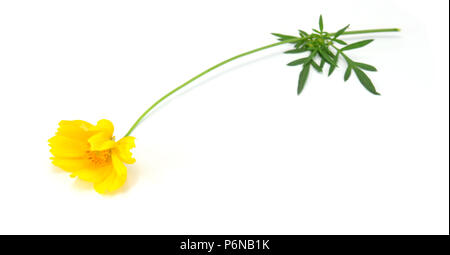 gelbe Blume isoliert auf weißem Hintergrund Stockfoto