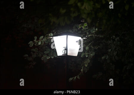 Ein Nachtlicht und Laterne leuchtet die Blätter und die Zweige eines Baumes in der Nacht. Stockfoto