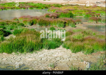 Gräser in der Nähe von Schlamm Vulkan Stockfoto