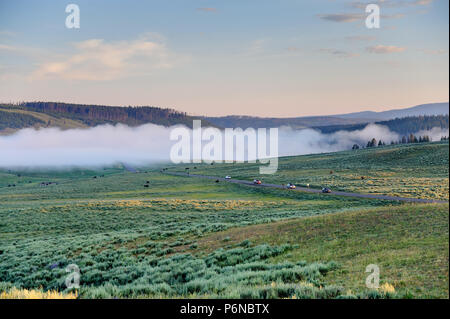 Nebel über Hayden Valley Stockfoto