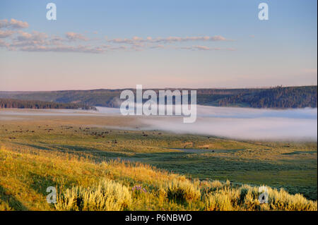 Nebel über Hayden Valley Stockfoto