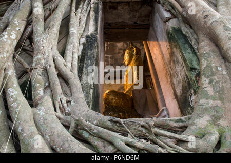 Wurzel des Baumes absorbieren die Ruinen Wat Bang Kung innerhalb der Tempel, Tempel in Thailand Stockfoto