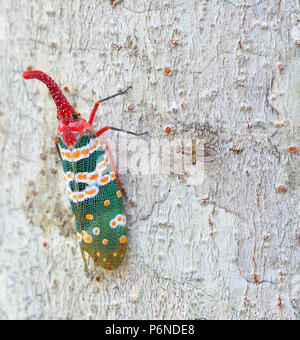 Lanternfly, das Insekt auf der Lychee tree Stockfoto