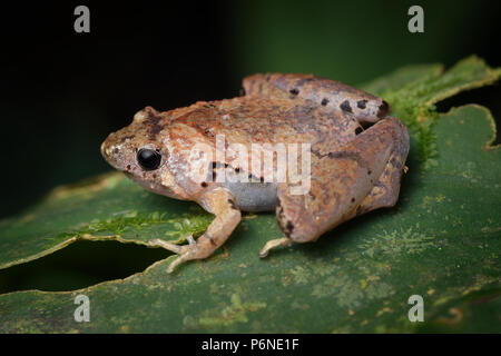 Borneo schmaler Mund Frosch Microhyla borneensis Stockfoto