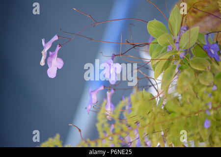 Lila nickende Violetten, Blumen, Streptokarpus, erscheinen auf schlanken Stängeln, pelzigen grünen Blättern Stockfoto