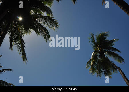 Suchen nach unten auf zwei Palmen vor blauem Himmel mit einem Peek von Sonne durchscheinen. Stockfoto