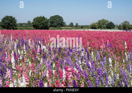 Panorama der Bereich der bunte Rittersporn Blumen in Wick, Rastenberg, Worcestershire, Großbritannien. Die Blütenblätter sind verwendeten natürlichen Hochzeit Konfetti zu machen. Stockfoto