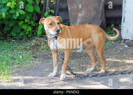 Lonely Pitbull wartet, bis der Besitzer auf der Straße, im Sommer Sonne, ein verlorenes Tier Stockfoto