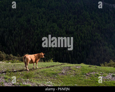 Limousin Kuh in Bergen in der Nähe von Vars in französischen Haute Provence Stockfoto