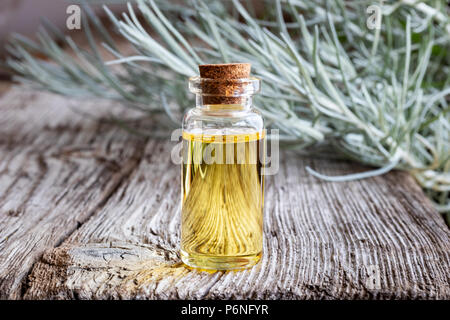 Eine Flasche Öl mit frischen Helichrysum italicum Pflanze im Hintergrund Stockfoto