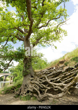 Der teilweise freigelegten Wurzeln einer Eiche wächst in den Ufer des Flusses Lune an der Gauner O' in der Nähe von Lune Caton Lancashire England UK GB Stockfoto