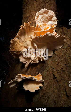 Huhn auf den Wald Pilze, Laetiporus sulfureus, manchmal auch Schwefel polypore wachsen in den neuen Wald in Hampshire England UK GB. Die c Stockfoto
