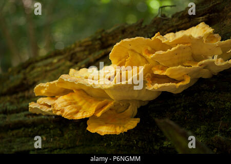 Huhn auf den Wald Pilze, Laetiporus sulfureus, manchmal auch Schwefel polypore wachsen in den neuen Wald in Hampshire England UK GB. Die c Stockfoto