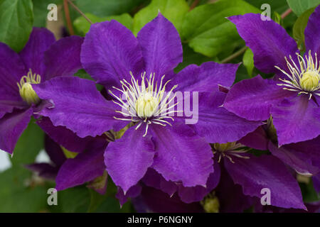 Clematis "Chevalier" Blumen. Stockfoto