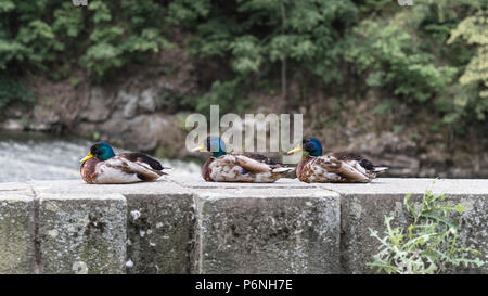 Drei männliche Stockenten im Profil. Anas platyrhynchos. Schöne plumed Drakes sitzt auf einem Stein am Ufer. Cute Wasservögel ruhen auf asphaltierten Pier. Stockfoto