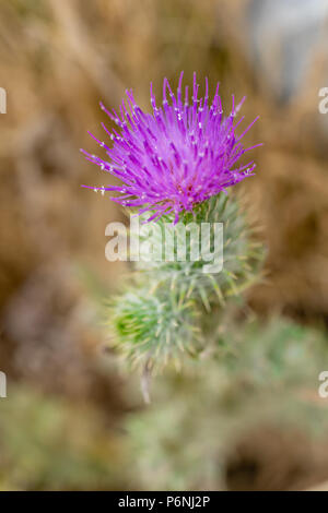 Lila Blume Der cirsium vulgare, Speer Thistle oder auch als Common Thistle bekannt Stockfoto