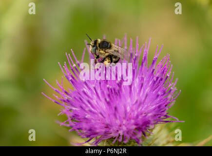 Makro / close-up eines westlichen Honey Bee Pollen sammeln von einem Speer thistle Blume Stockfoto