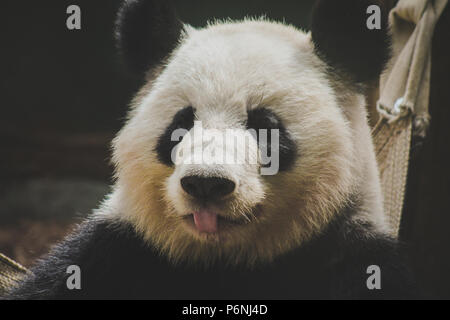 Ein riesiger Panda klemmt es ist die Zunge heraus. Stockfoto