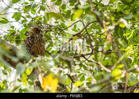 Die Brown fish Owl (Ketupa zeylonensis) ist eine Pflanzenart aus der Gattung der Eule, die Teil der Familie bekannt als.... Indischer Subkontinent nach Myanmar und Thailand Stockfoto