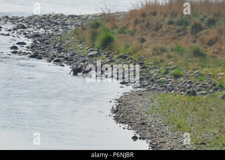 Mutter/Tigerin und Cub in einem Bach abkühlen und freundlich sein/Play kämpfen Stockfoto