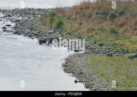 Mutter/Tigerin und Cub in einem Bach abkühlen und freundlich sein/Play kämpfen Stockfoto