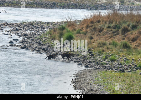 Mutter/Tigerin und Cub in einem Bach abkühlen und freundlich sein/Play kämpfen Stockfoto