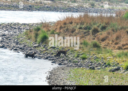 Mutter/Tigerin und Cub in einem Bach abkühlen und freundlich sein/Play kämpfen Stockfoto