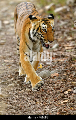 Bengal Tiger, Panthera tigris im Sommer, in die Kamera starrt. Tigerin Wandern auf Schotter, Schwellen aus gelben Gras, perfekt getarnt. Stockfoto