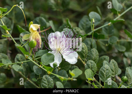 Caper Bush, Kapris (Capparis spinosa) Stockfoto