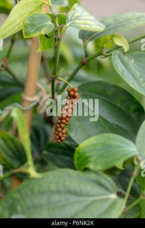 Schwarzer Pfeffer, Pepparplanta (Piper nigrum) Stockfoto