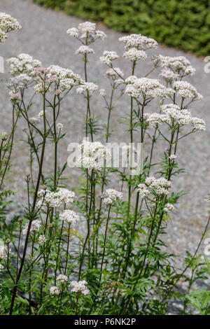 Garten Baldrian, Läkervänderot (Valeriana officinalis) Stockfoto