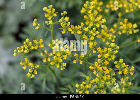 Gemeinsame rue, Vinruta (Ruta graveolens) Stockfoto