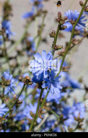 Bin onroe F Gemeinsame 1', Cikoriasallat Wegwarte (Cichorium intybus) Stockfoto