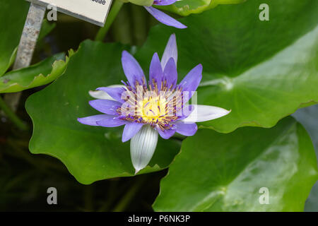 Seerose (Nymphaea, Dvärglotus colorata) Stockfoto