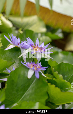 Seerose (Nymphaea, Dvärglotus colorata) Stockfoto