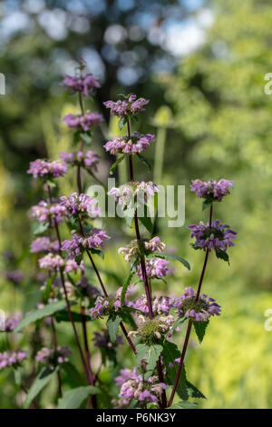 Jerusalem Salbei, Röd lejonsvans (Phlomis tuberosa) Stockfoto