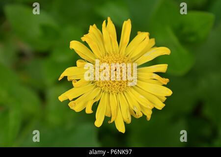 Makroaufnahme der Gelbe Daisy im Cottage Garden in Utah, USA. Stockfoto
