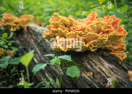 Huhn auf den Wald (auch als Chicken Mushroom oder Sulpher Regal bekannt) ist ein essbarer Pilz Delikatesse in der Familie. Stockfoto