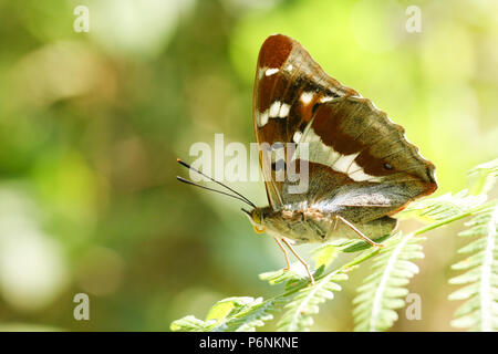 Eine atemberaubende seltenen Männlichen Lila Kaiser Schmetterling (Colias Iris) hocken auf einem bracken Blatt im Wald. Stockfoto