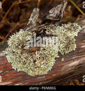 Oakmoss Flechten (Evernia prunastri) wachsen auf faulen dead tree branch, Cumbria, England, Großbritannien Stockfoto