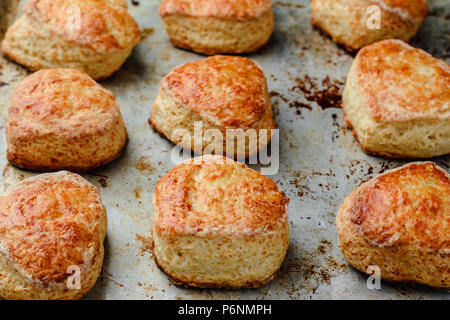 Frisch gebackenen Englischen Käse brötchen Gebäck auf einem mettalic Backblech. Stockfoto