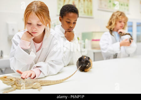 Schüler erforschen das Verhalten der Tiere in den Biologieunterricht der Volksschule Stockfoto