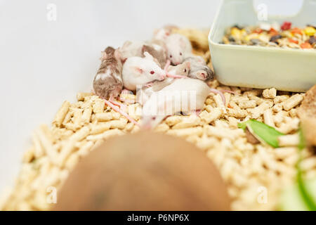 Mäuse in einem Käfig im Labor einer Grundschule für Biologie Stockfoto