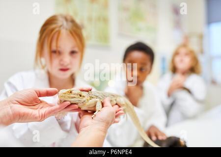 Grundschüler der Leguan Verhalten im Biologieunterricht erkunden Stockfoto