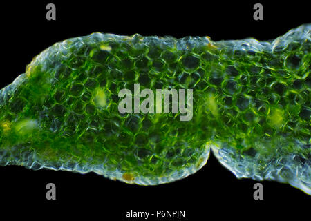 Mikroskopische Ansicht einer auffälligen Fetthenne (Hylotelephium spectabile) Blatt Querschnitt. Polarisiertes Licht, gekreuzten Polarisatoren. Stockfoto