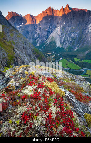 Herbst morgen im Tal Romsdalen, Møre og Romsdal, Norwegen. Die Rote Fabrik ist Berg Avens, Dryas octopetala. Stockfoto