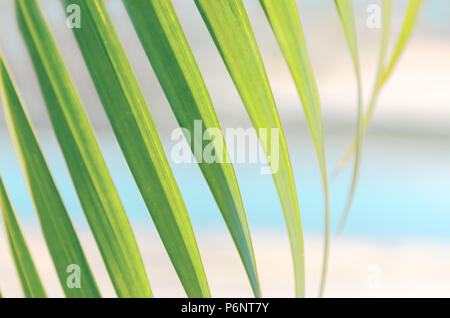 Foto - grünes Blatt der Palme gegen den Hintergrund von türkisfarbenem Wasser und Sand, sonnigen Tag verwischt. Defokussierten tropischen Hintergrund. Konzept der Ferienhäuser, Stockfoto